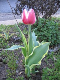 [tulip-variegated.jpg]