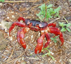 [250px-Christmas_Island_red_crab.jpg]