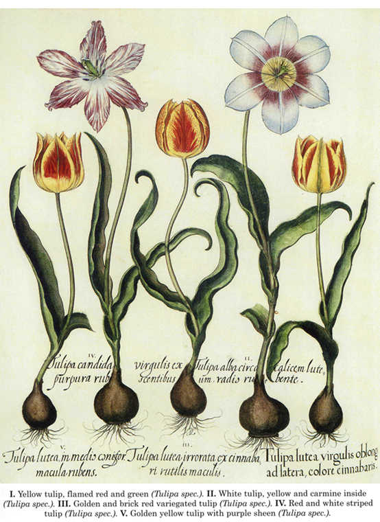 [botanical+tulips.jpg]