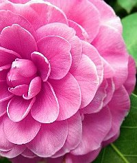 [camellia_japonica.jpg]