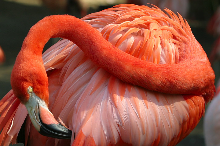 [Lightmatter_flamingo2.jpg]