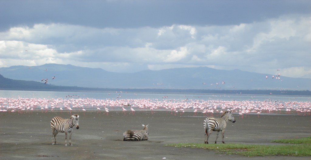 [Nakuru+Safari+-+Zebra+and+flamingos+-+compressed.jpg]