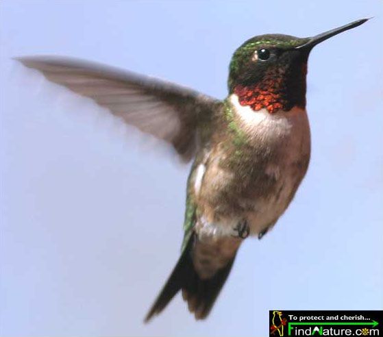 [colibri.jpg]
