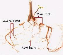 [roots.JPG]