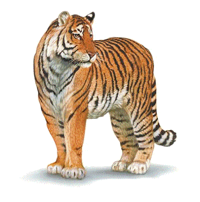 tigre dessin