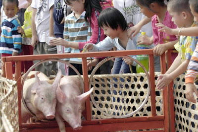 Course de cochon en Chine