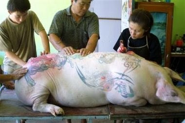 Tatouages insolites sur cochon chinois