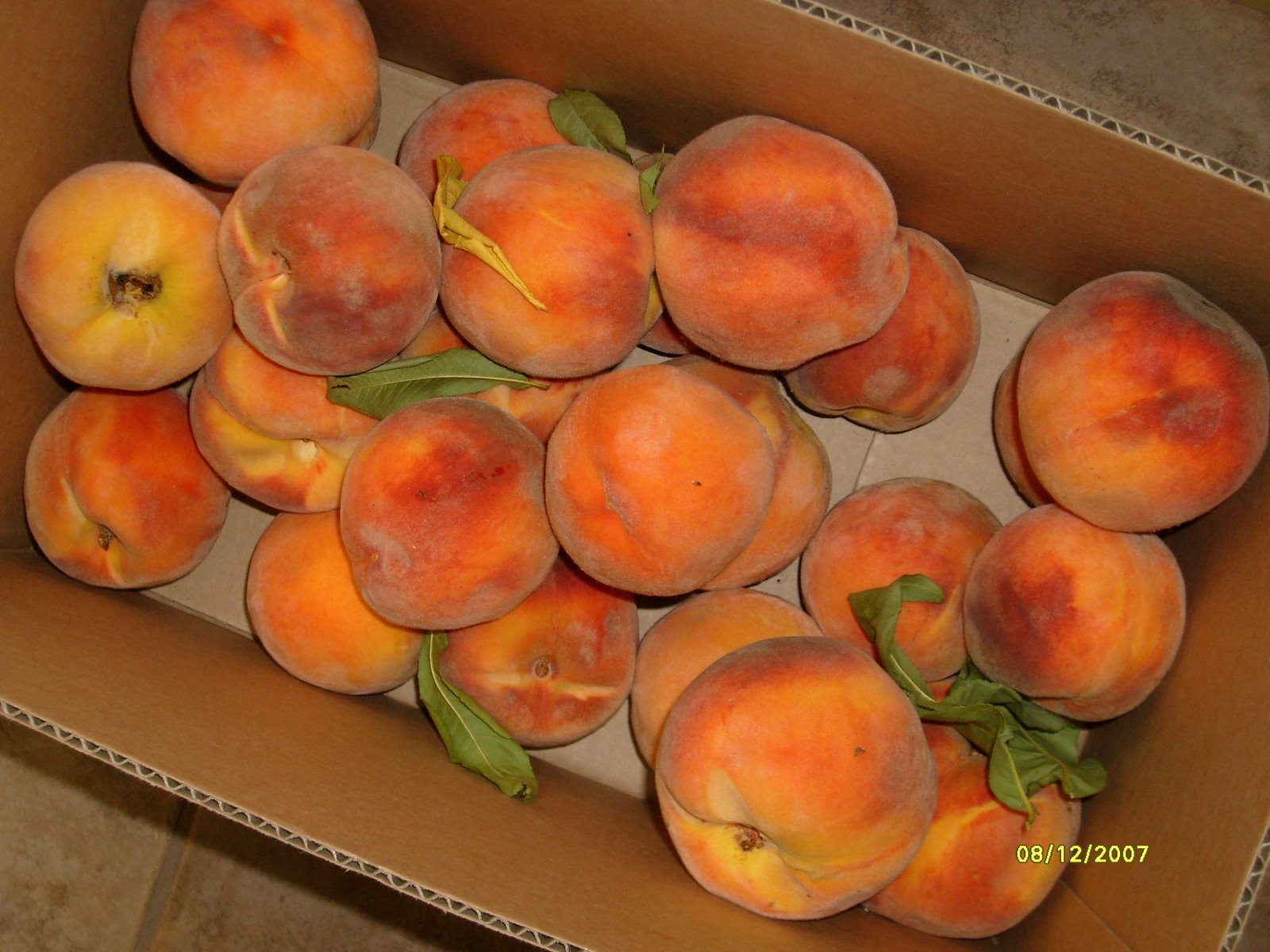 [Box+Peaches.jpg]