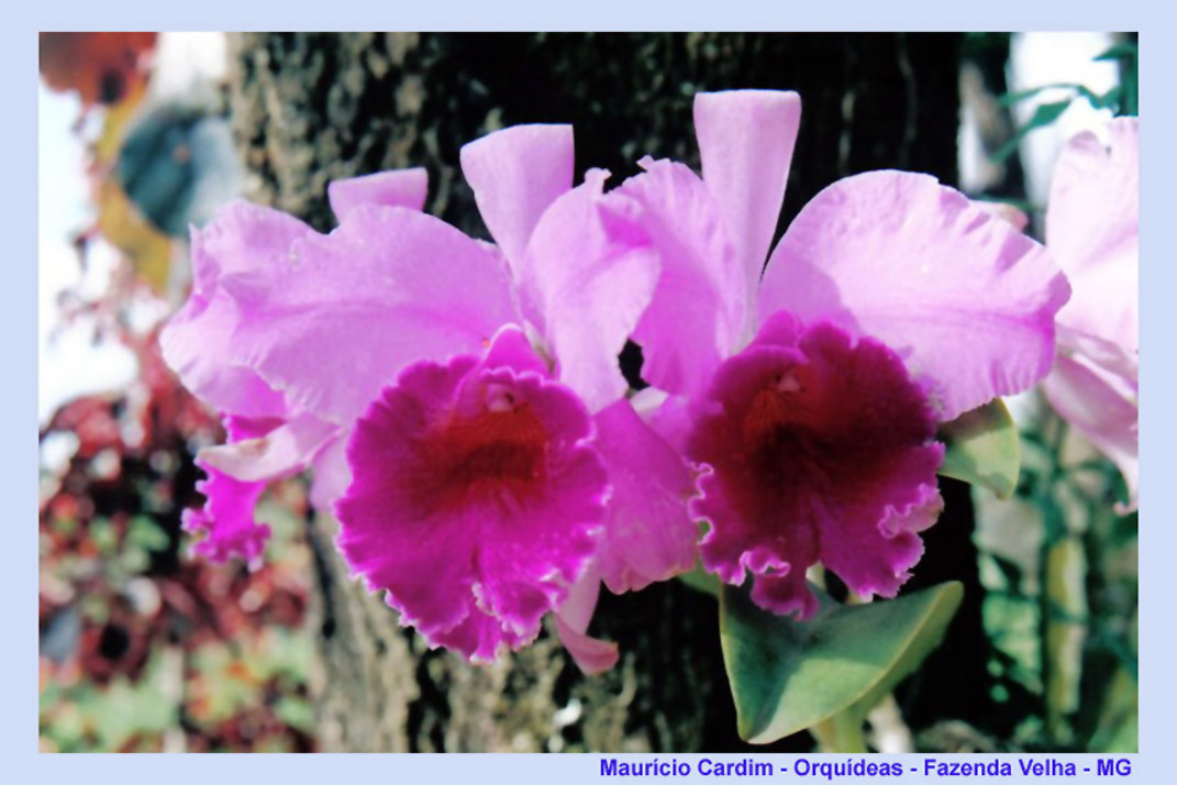 [Natureza_Orquídeas_fazendavelha+mg.jpg]
