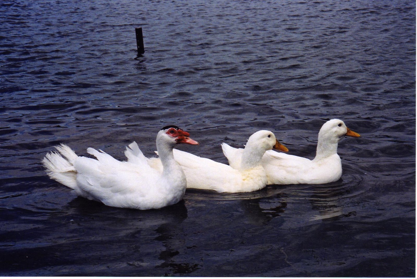 [ducks+pond.jpg]
