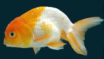 [Goldfish.jpg]