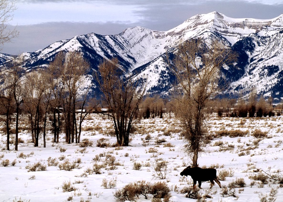 [Moose+Wyoming+jenningsdavidl.jpg]
