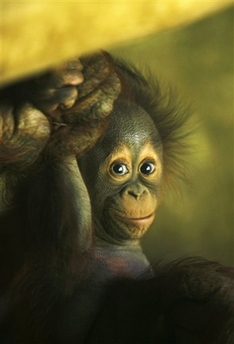 [The+two-month+old+baby+orangutan+is+pictured+at+the+Guadalajara+Zoo+in+Mexico,+Friday,+Jan.+11,+2008..jpg]