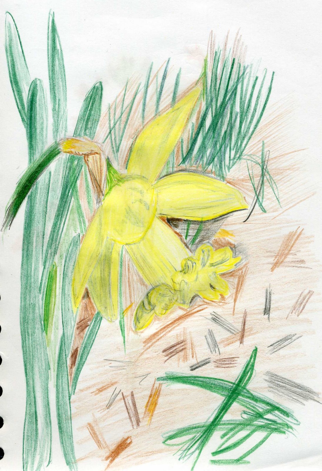 [daffodil_sketch.jpg]