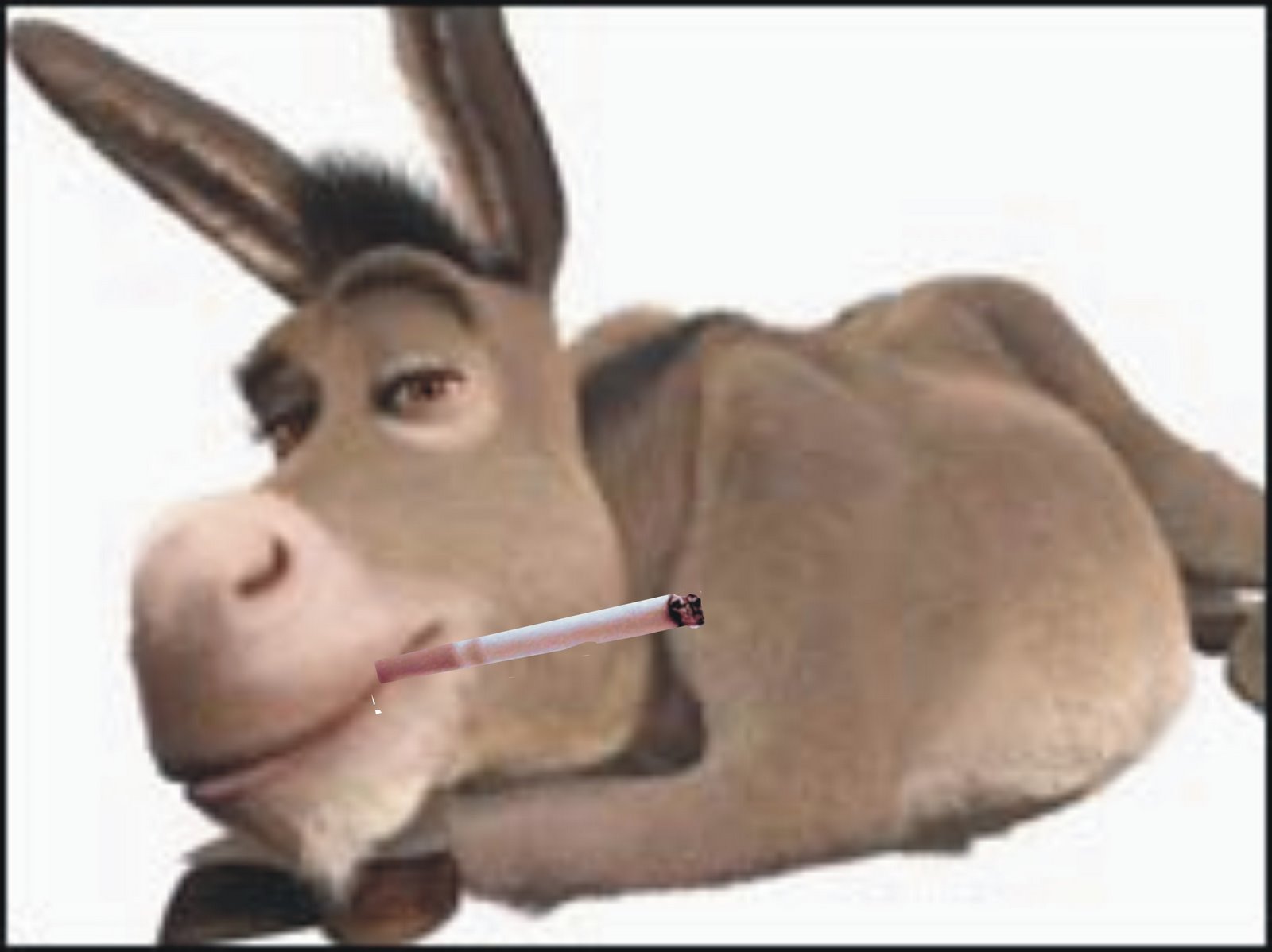 [burro+fumante.jpg]
