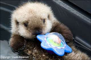 Adopt a Sea Otter! | Defenders of Sea Otters