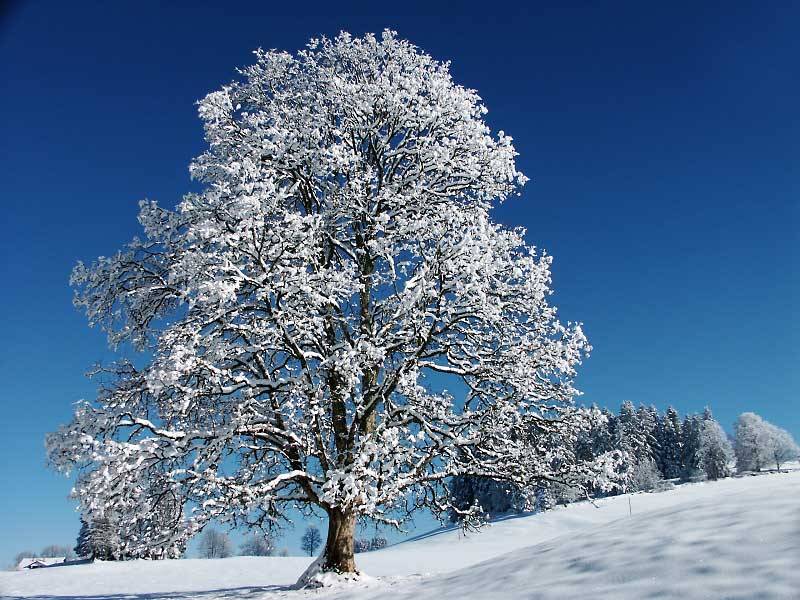 [winter-tree-snow-covered.jpg]