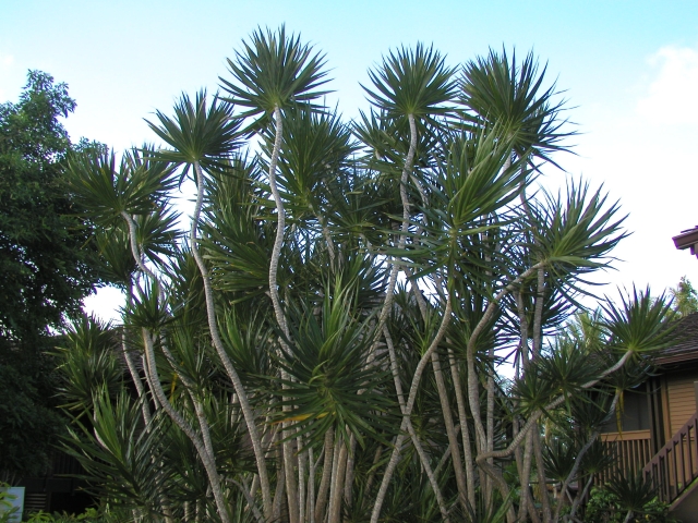one palm tree of many types
