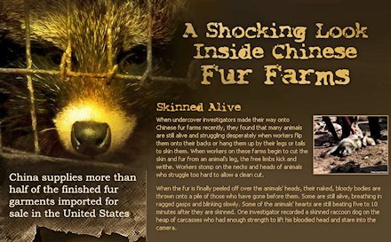[peta-china-fur-farms.jpg]