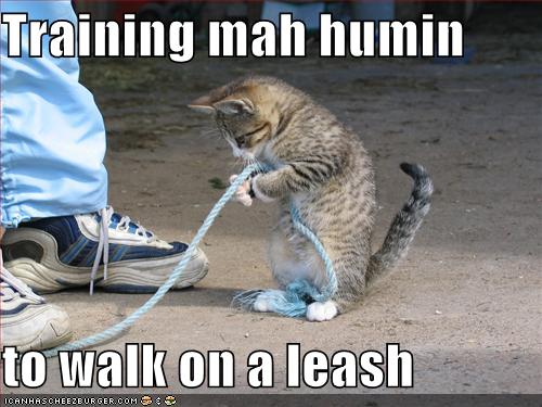[funny-pictures-cat-trains-you-to-walk-on-leash.jpg]