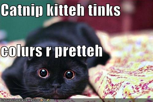 [funny-pictures-catnip-cat-likes-colours.jpg]