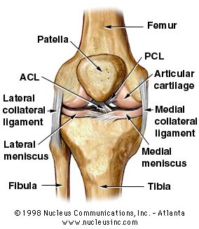[meniscus.jpg]