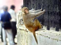 [India+monkey.jpg]