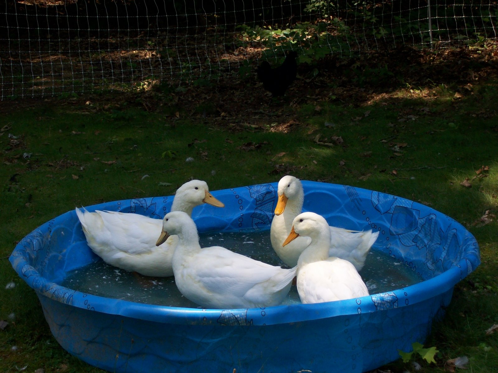 [ducks+in+pool.JPG]
