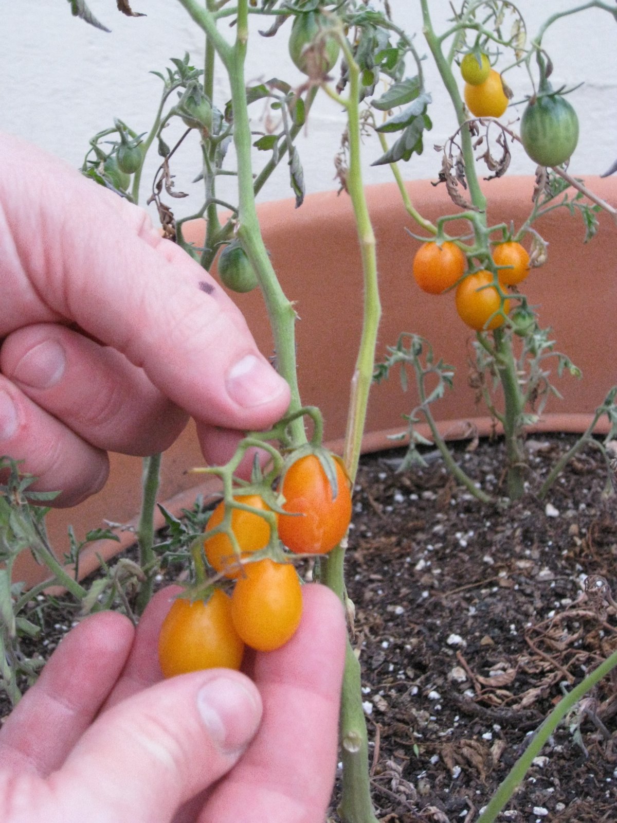 [IMG_3791+tomatoes.JPG]