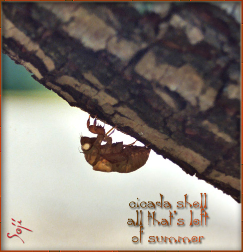 [cicada-shell.jpg]