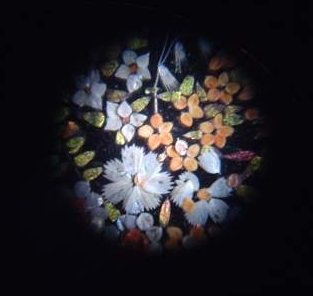 [Butterfly.flowers.jpg]