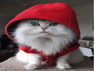 [red+cat.jpg]
