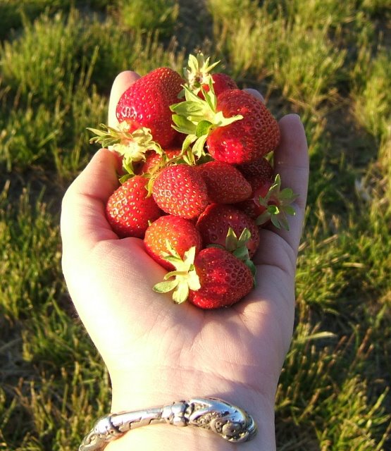 [strawberries1.jpg]
