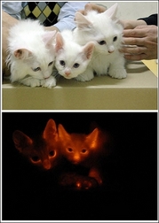 [Glowing_Cat.jpg]