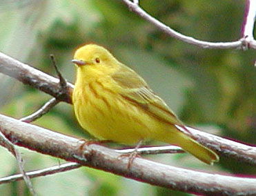 [Yellow Warbler.jpg]