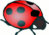 [lady_bug.png]