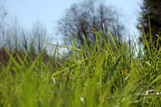 [grass.JPG]