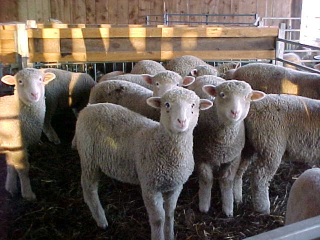 [lambs%20group.jpg]