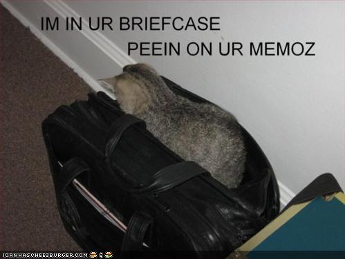 [funny-pictures-cat-briefcase-peeing.jpg]