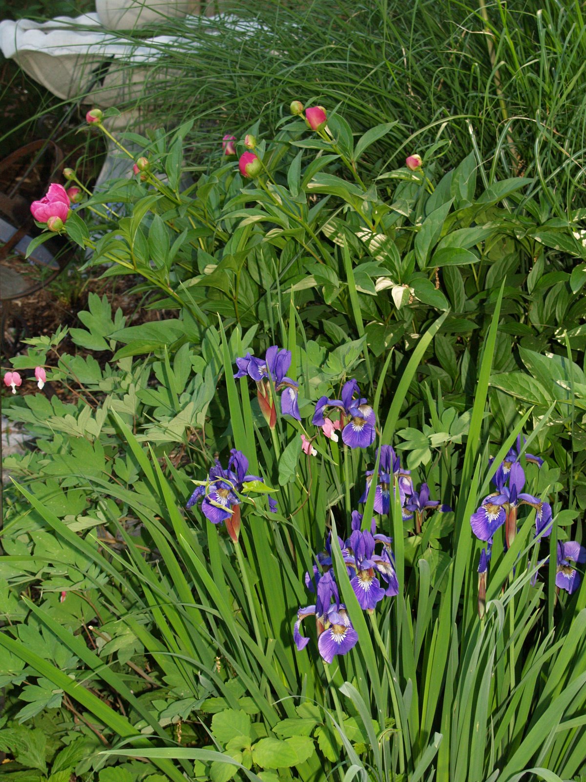 [garden.may.2007+010.jpg]