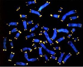 [ImmuneCells-blue-TelomereProtectiveCap-yellow.jpg]
