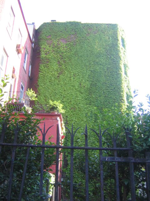 [ivy+covered+home.jpg]