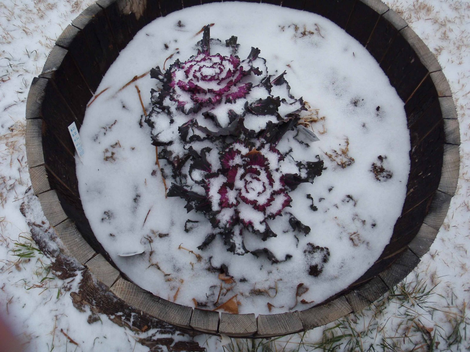 [snowday+cabbage.jpg]