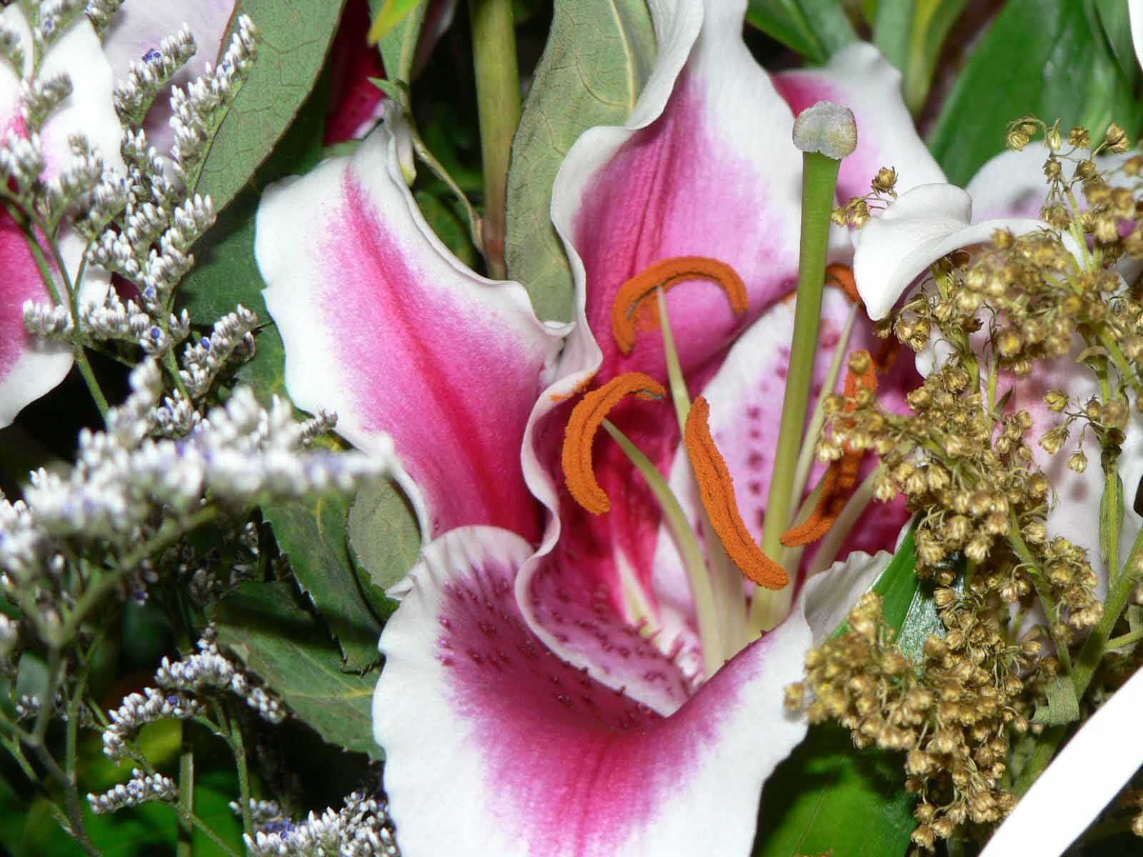 [lily+flower.jpg]
