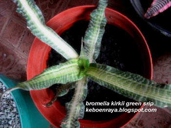 [bromelia+kirkii+green+strip.jpg]
