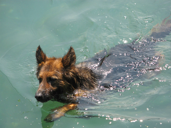 [swimmingdog.jpg]