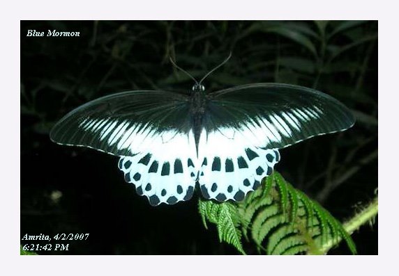 [Papilio_polymnestor+bluemormon.jpg]