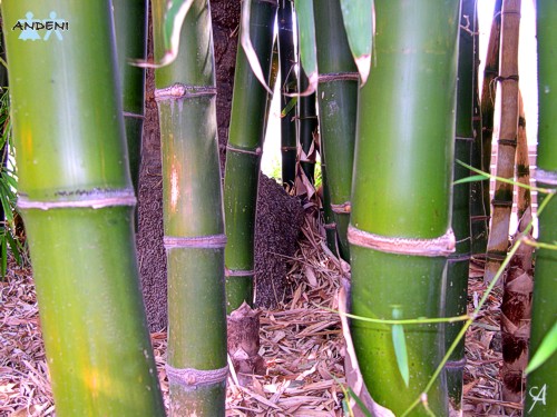 [bambú.jpg]