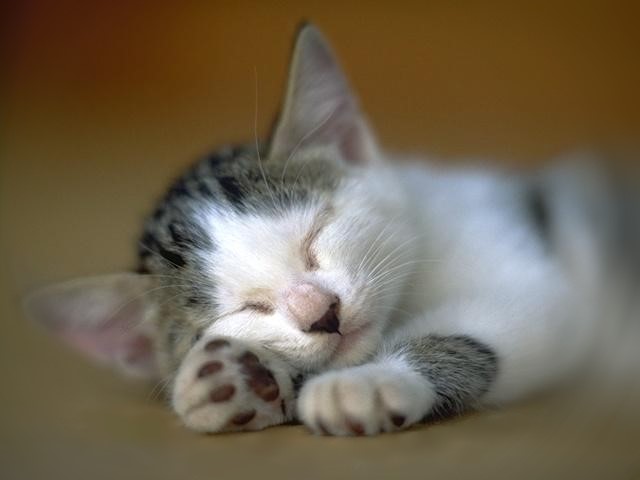 [cat_sleep.jpg]