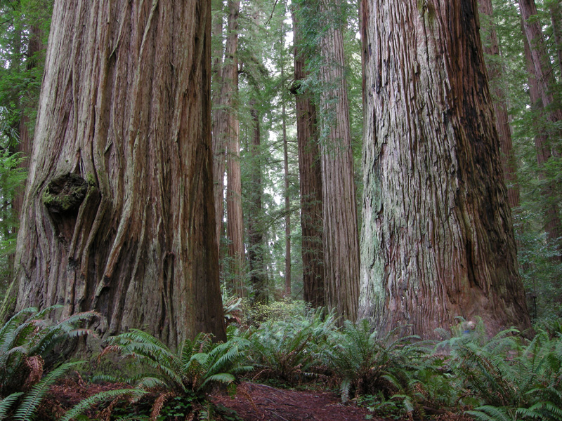 [magical+redwoods+(12)-s.jpg]